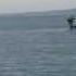 Monster In Lough Foyle