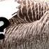 Things You Need To Know About CANADA GEESE