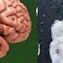 Are Drugs Really Frying Your Brain Dr Carl Hart