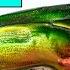 Iridescence Nature S Most Beautiful Physics Trick