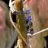 Seasick Steve You Can T Teach An Old Dog New Tricks Trix Glastonbury Festival 2010