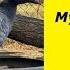 Мускусная утка индоутка шипуны Что можно ожидать Muscovy Duck Indo Duck What Can Be Expected
