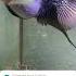 The Worlds Smartest Fish Be Like