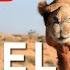 Camel Voice And Sound Effect For Kids