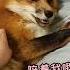 养了小狐狸之后发现墨离真的比狗狗还要黏人
