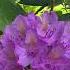 BumbleBee Asmr Nature Flowers Relaxing Satisfying Birds Birdsounds
