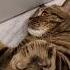 Я веду себя так как считаю нужным Cat юмор Funny Catlover жириновский
