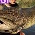 Call Of The Wild The Angler First Legendary Fish In Norway Kalle Paul The Dominator 2024 10 04