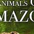 Animals Of Amazon 4K Animals That Call The Jungle Home Amazon Rainforest Scenic Relaxation Film