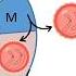 G0 Phase Of Cell Cycle Or Quiescent Phase In 3 Minutes