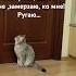Говорящий кот Замерзаю плохо мне Cat видосыоткота прикольныекоты говорящиекоты