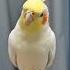 Cockatiels Are Pretty Good At Whistling Cute Pets Whistling Cockatiel Hand Raised Birds