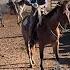 Buckaroo Roping Big Loop Low Stress Stockmanship KBARRC Branding Vaquero Style