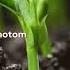 Unlocking Plant Secrets What Triggers Photomorphogenesis The Light Driven Growth Dance Viral Shorts