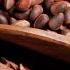 Кедровые орехи полезные свойства для организма