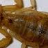 Incredible Scorpion Mating Ritual Leads To Birth