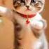 The Cat Danced To Malohat Cat Love Malohat