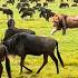 4K African Wildlife The World S Greatest Migration From Tanzania To Kenya With Real Sounds