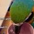 Ranking The Funniest Parrot Sounds