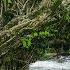 Unbelievable Living Root Bridge Adventure In Meghalaya