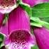 How To Grow Foxgloves From Seed