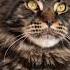 коты воители в реальной жизни Warriorcats Cat эдит Edit котывоители Warriors коты кв
