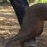 My Toughest Test Yet A Weimaraner With A Killer Instinct Cesar 911 Season 2 Ep 10