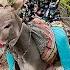 Village Lifestyle Iran Amazing Donkey Riding New Year Prepration Part 1