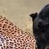 Cane Corso VS Leopard