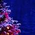 CHRISTMAS MUSIC AND AMBIENCE SNOW FALLING DECK THE HALLS INSTRUMENTAL 1 Hour