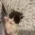 Вставай в школу Shorts Tiktok Youtube Like подпишись Fyp лайк Sub школа School Cat