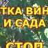 Октябрь Обработки винограда СТОП обрезке сада