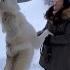 Howling With A Gigantic White Wolf