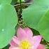 Create A Mini Lotus Pond In A Bowl Seeds Growth Beauty Lotus Pond