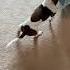 Slooow Motion Dog Cute Daschund Lol