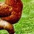 Chicken Alarm Call Clucking Copyright Free Animal Sounds