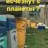 Пчелы Карника пчелы Росссия Кубань