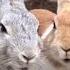 Do You Know The Rabbit Paradise In Japan Rabbit Island Japan