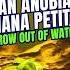 Can Anubias Nana Petite Grow Out Of Water Anubias Nana Petite Anubias Nana