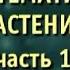 Биология Систематика растений Часть 1 Отделы моховидные плауновидные хвощевидные и папоротники