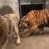 ASLAN MI DAHA GÜÇLÜ KAPLAN MI Hayvanlar Animals Bilgi Aslan Kaplan