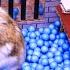 Hamster Escapes The Awesome Maze For Pets In Real Life In Hamster Stories Part 2