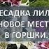 Пересадка лилий осенью на новое место и в горшки