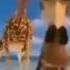 Top 5 Madagaskar Meme