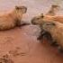 Mix Of Capybara Videos Capybara Song