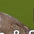 Mourning Dove Calls And Sounds 2025 The THREE Noises These Birds Make