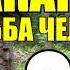 МАКАРЫЧ В ТАЙГЕ УЕДИНЕНИЕ С ПРИРОДОЙ ПОДАРИЛИ СОБАКУ ОХОТА С СОБАКОЙ ПОХОД с ГЕОЛОГОМ 2 из