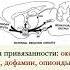 Мозг и культура повседневности