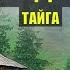 ОГРОМНЫЙ МЕДВЕДЬ и ВОЛКИ ПОПАДАНЦЫ 2 ФАНТАСТИКА СУДЬБА ДОМ в ЛЕСУ КНИГА ИСТОРИИ из ЖИЗНИ СЕРИАЛ 9