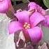 Pretty Pink Lavender Flowers Kalanchoe Pumila